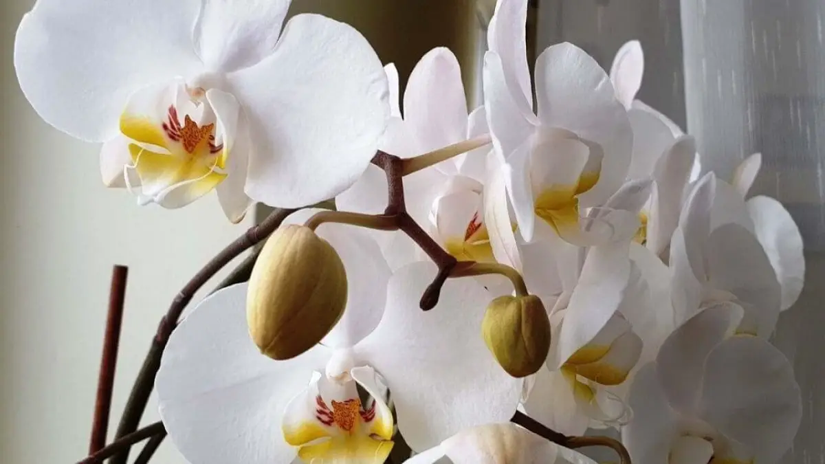 White orchid care: the best tips and tricks