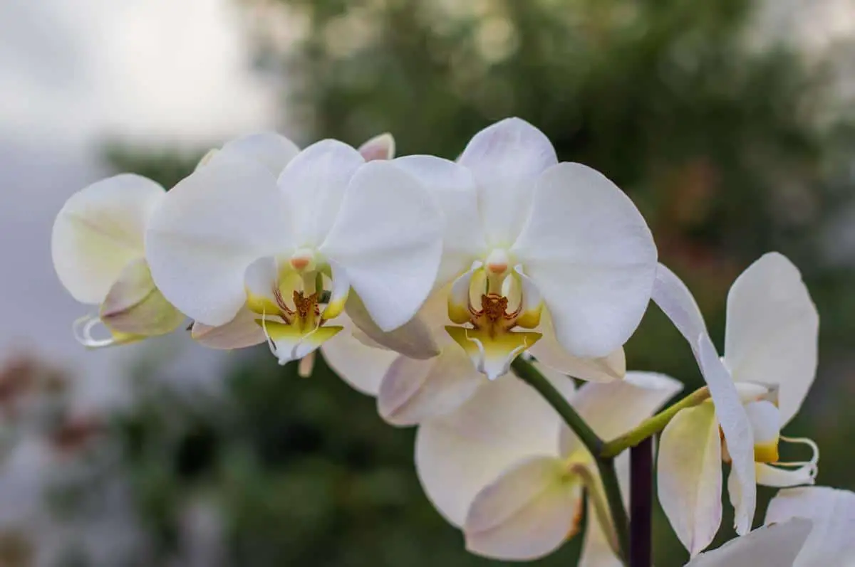 Why do orchid flowers fall off?