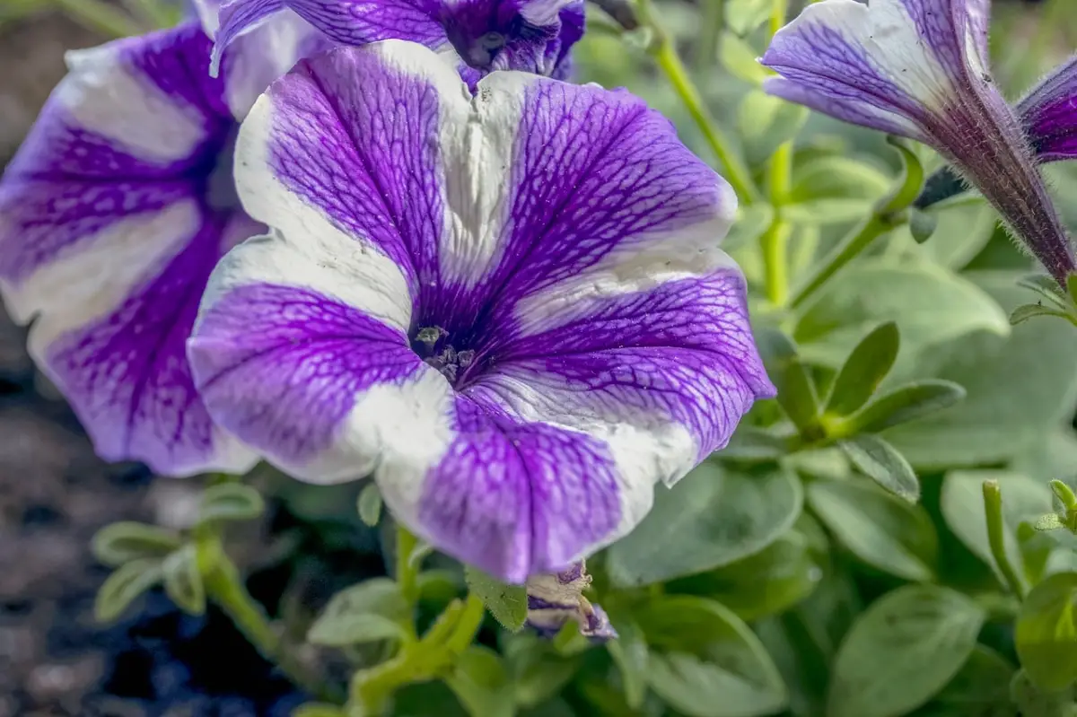 Why do petunias die? Causes and how to avoid it