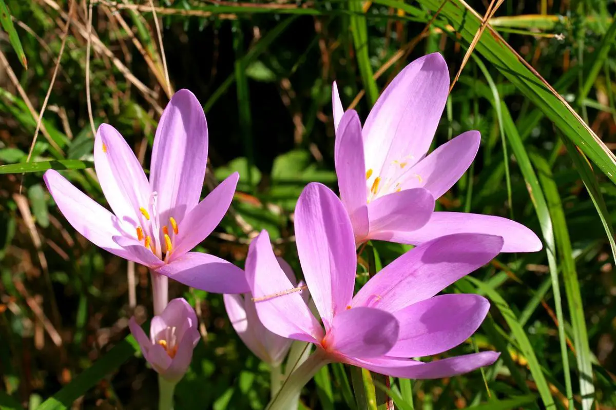 Wild Saffron Characteristics | Gardening On