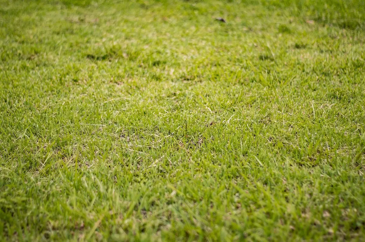 Yellow Lawn Problems and Solutions