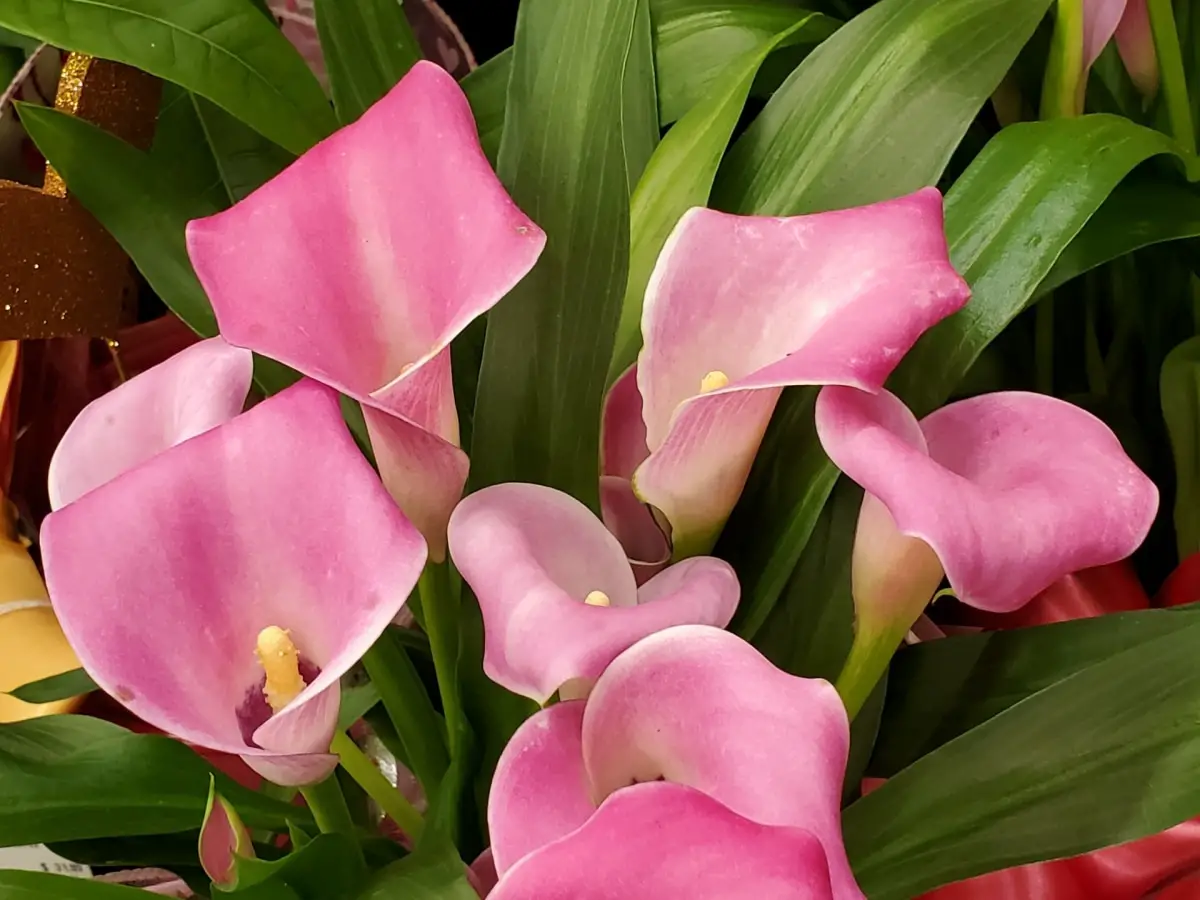 Zantedeschia rehmannii: all about the pink calla lily