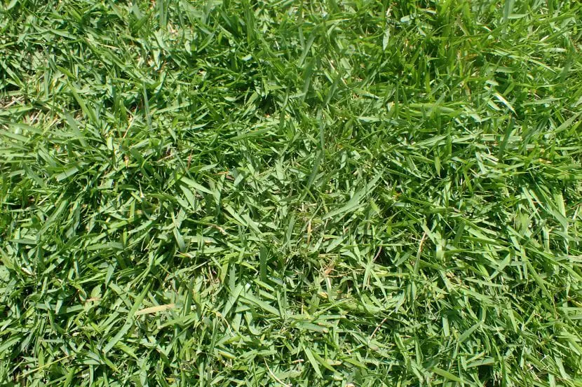 Zoysia japonica, the most beloved herb to have a dream lawn