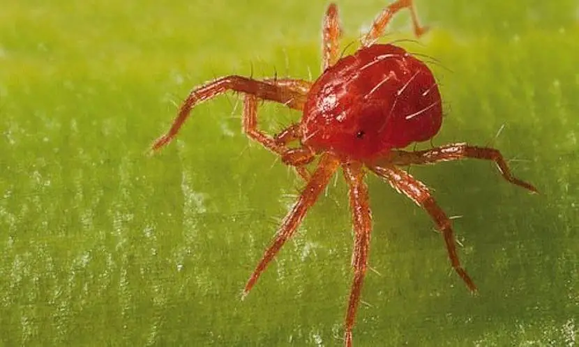 Plant pests: spider mite | Gardening On