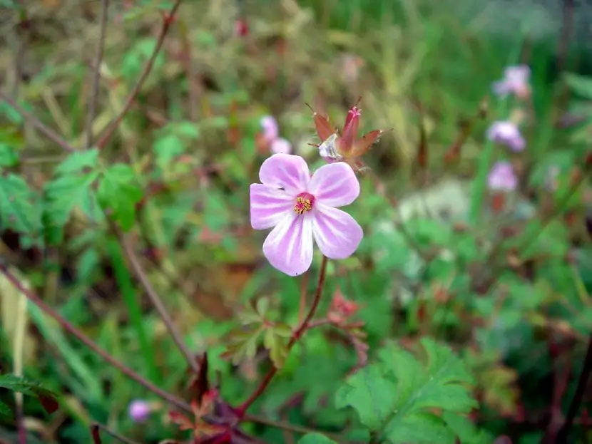 care purple geranium |  Gardening On