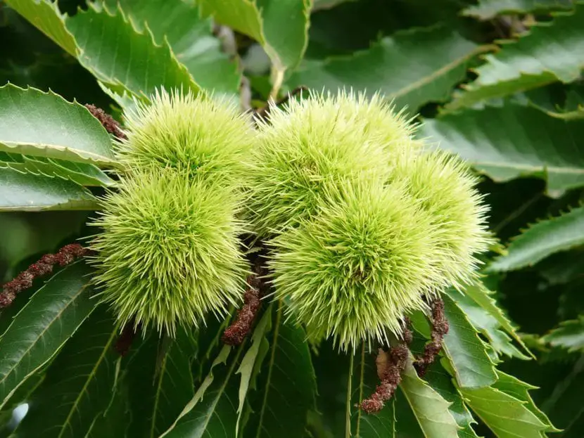 How to reproduce the chestnut tree