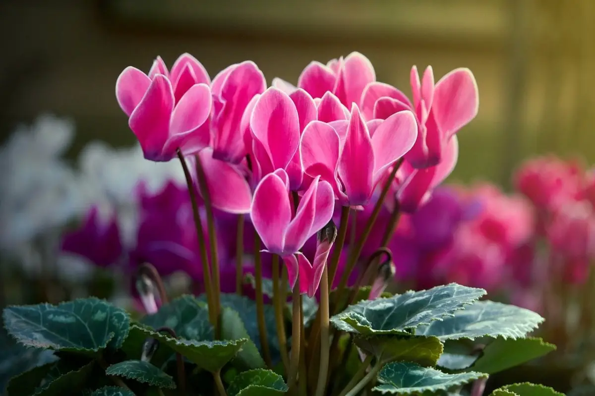 Recover your cyclamen with yellow leaves with these simple tricks