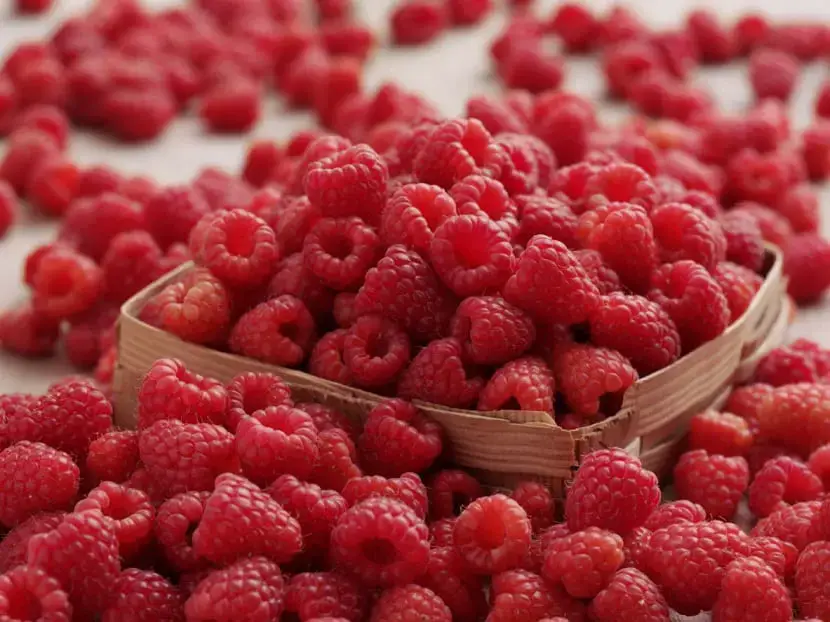 Learn how and when to plant raspberries