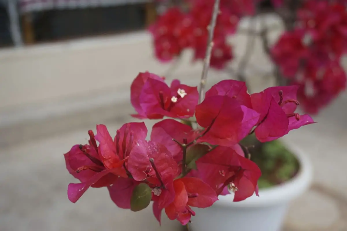 When to transplant bougainvillea: the best tips and tricks