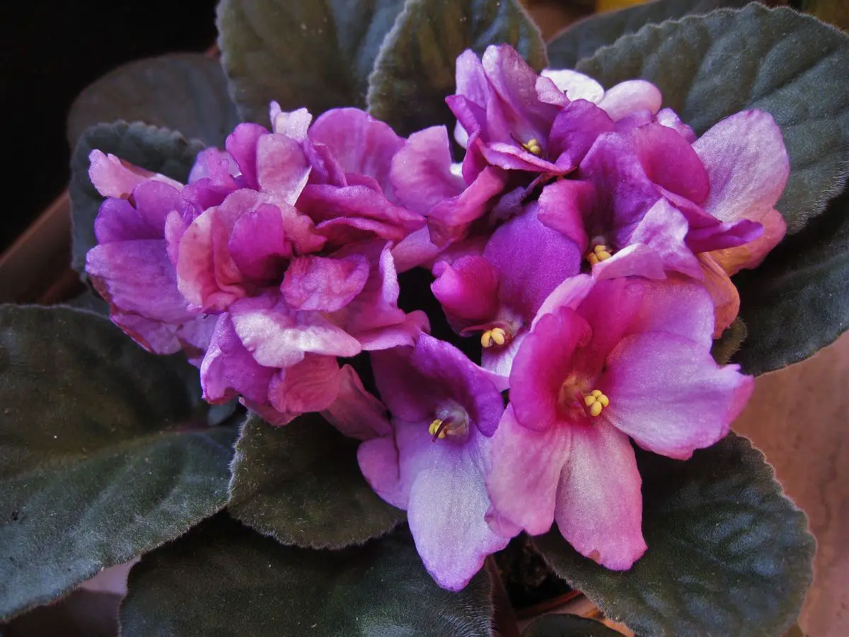 What are the care of the African violet?