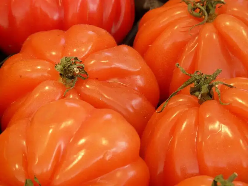 Characteristics and cultivation of the beef heart tomato