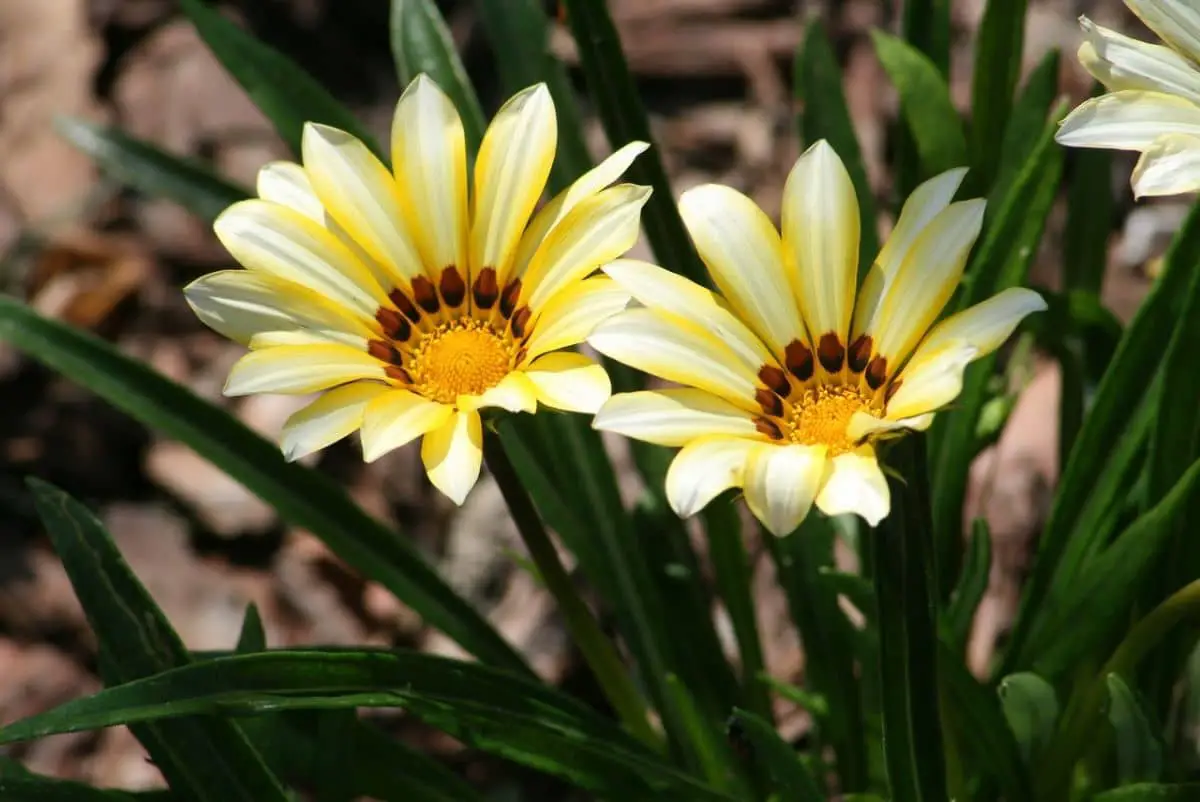 Types of Gazania and tips to keep them healthy