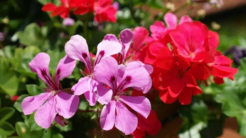 The best garden flowers | Gardening On