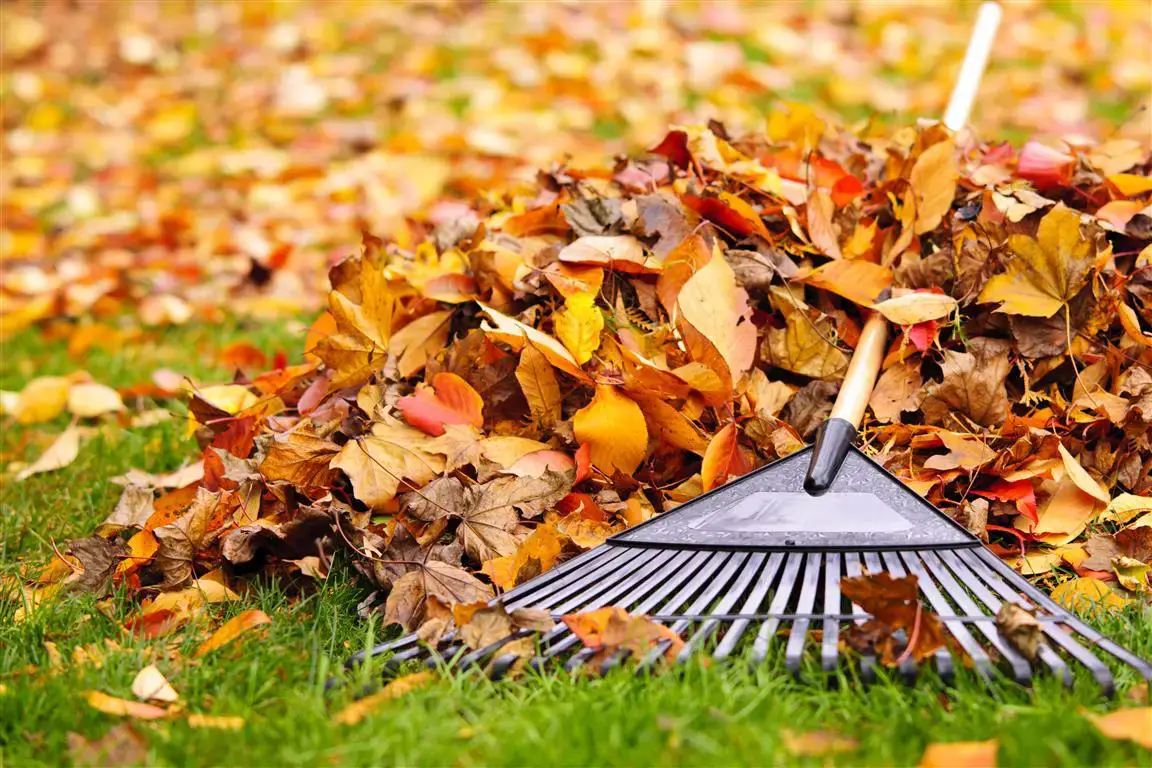 Tips to take care of the garden in autumn