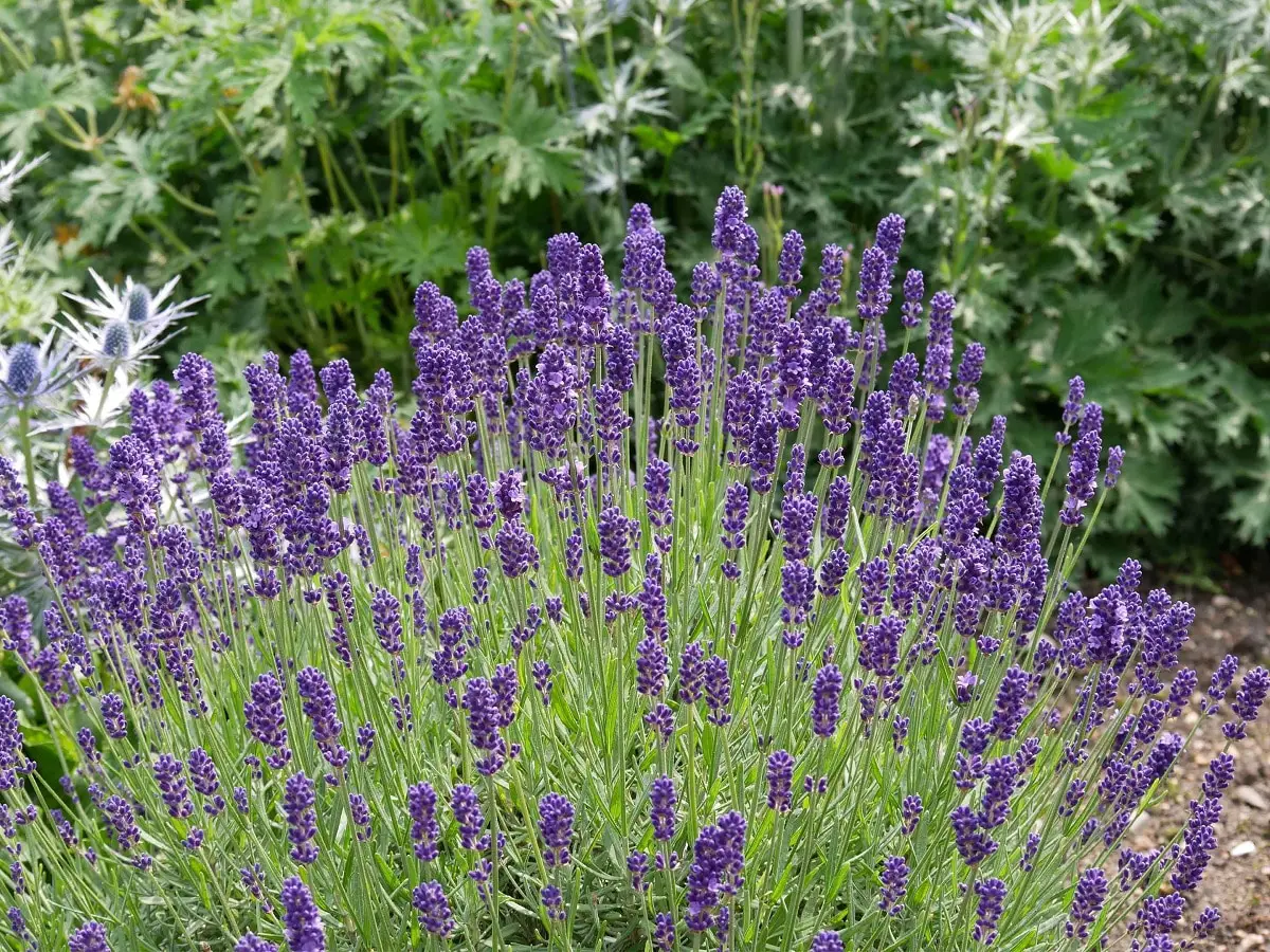 Lavender pruning: how and when to do it