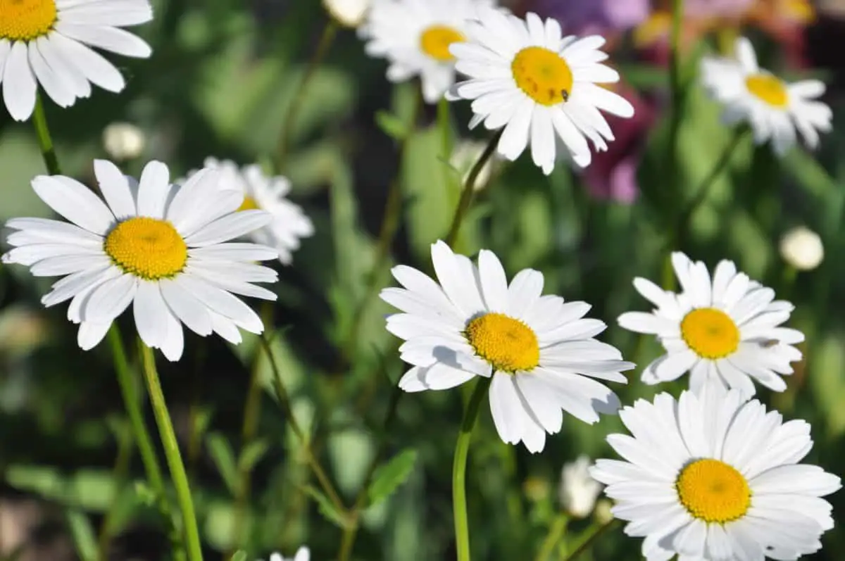 How to care for daisies