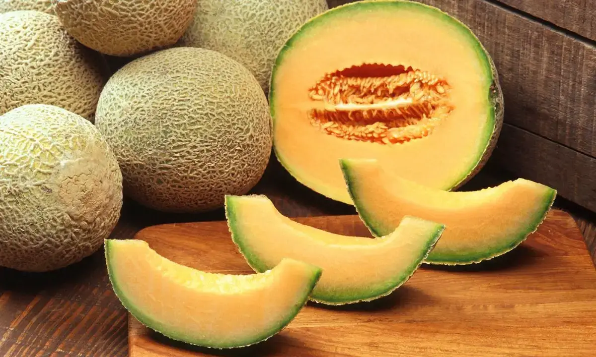Cantaloupe melon: characteristics, properties and cultivation