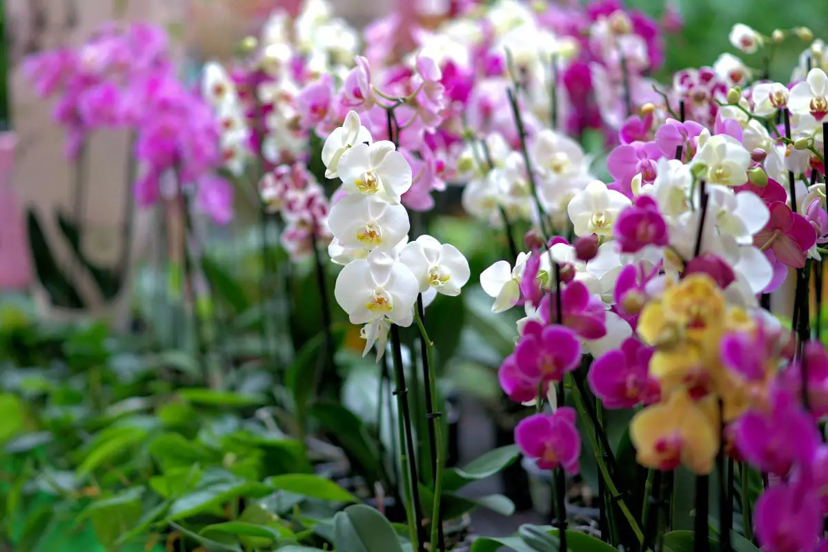 Orchids: care when the flowers fall that you should give them