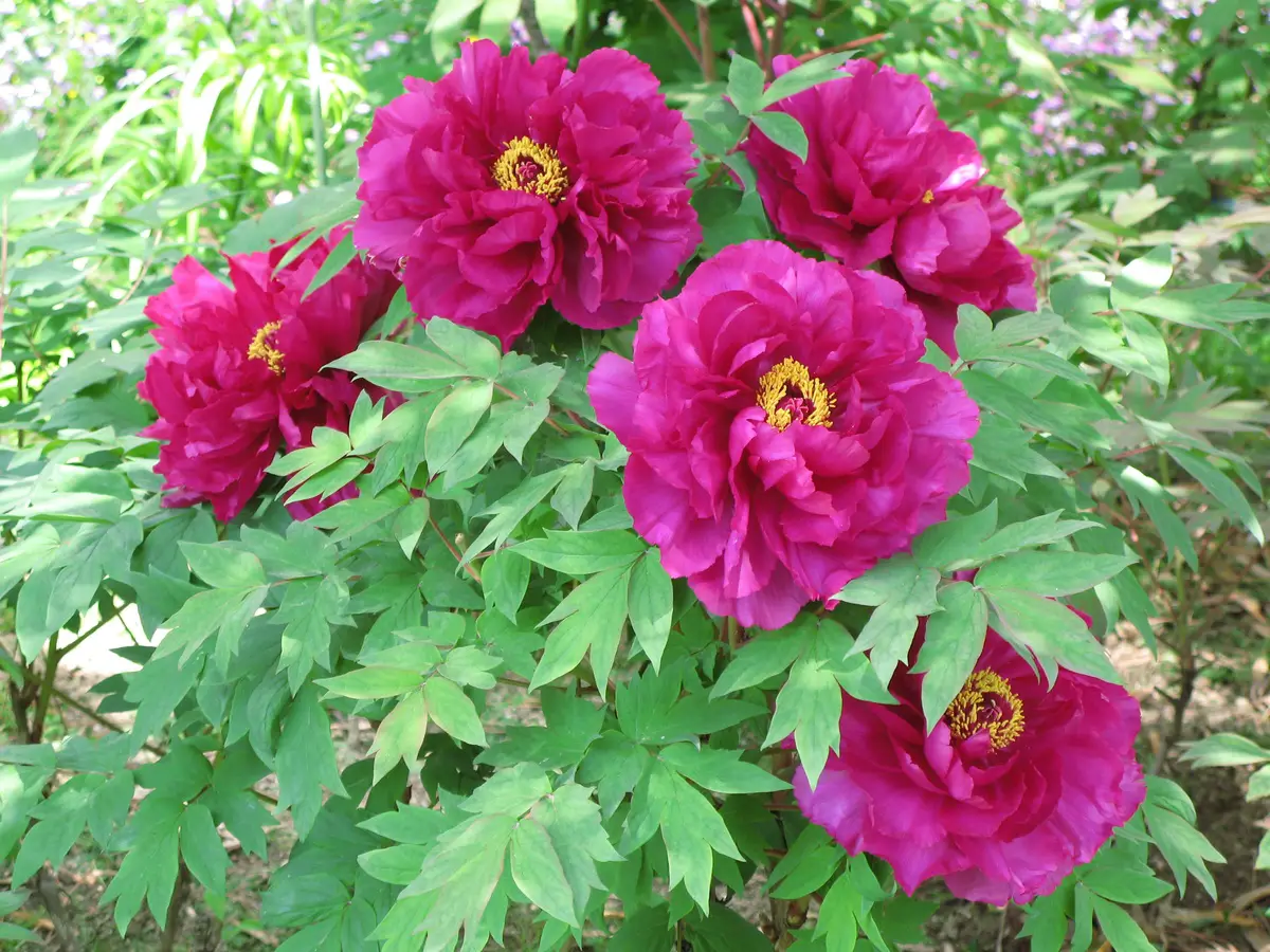 +9 types of peonies for terrace and garden