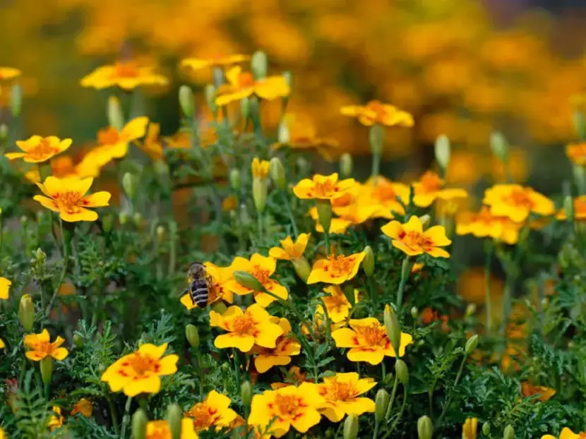 Characteristics and care of the pericon (Tagetes lucida)