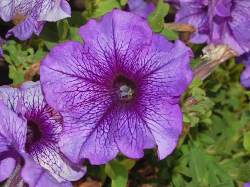 How to care for petunias