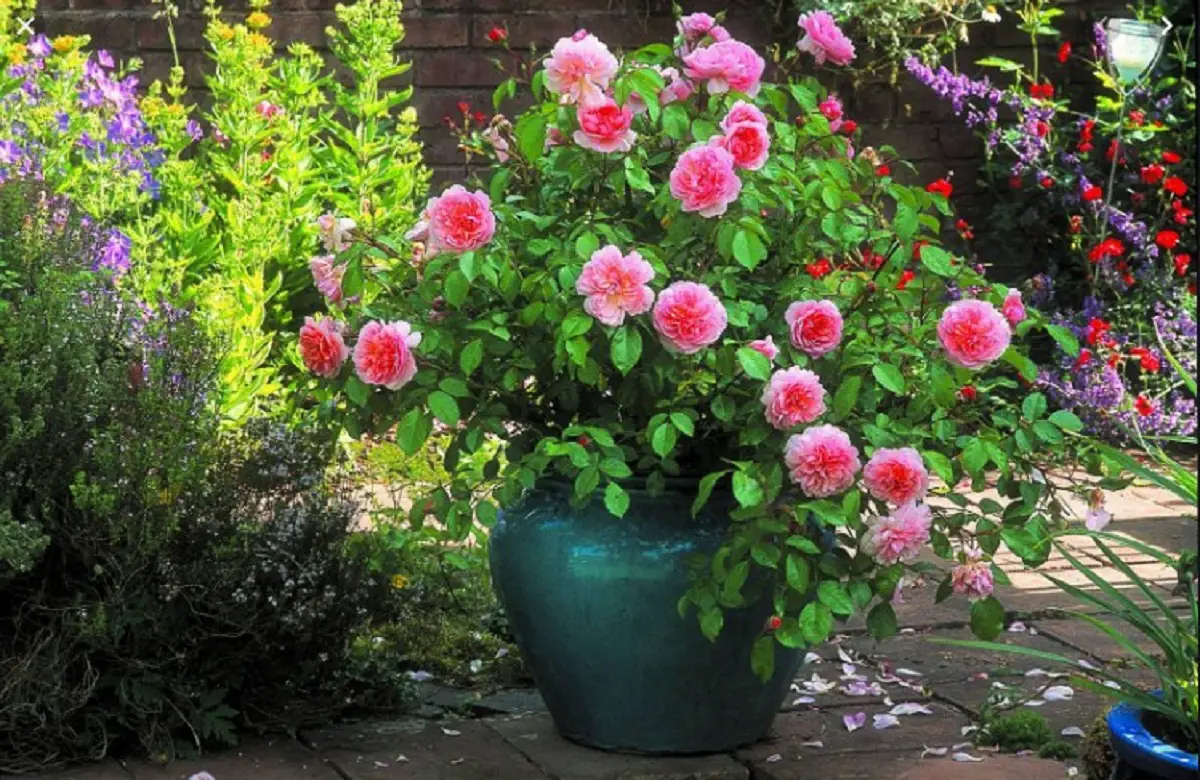 Discover how to take care of a rose bush in a pot and in the simplest way