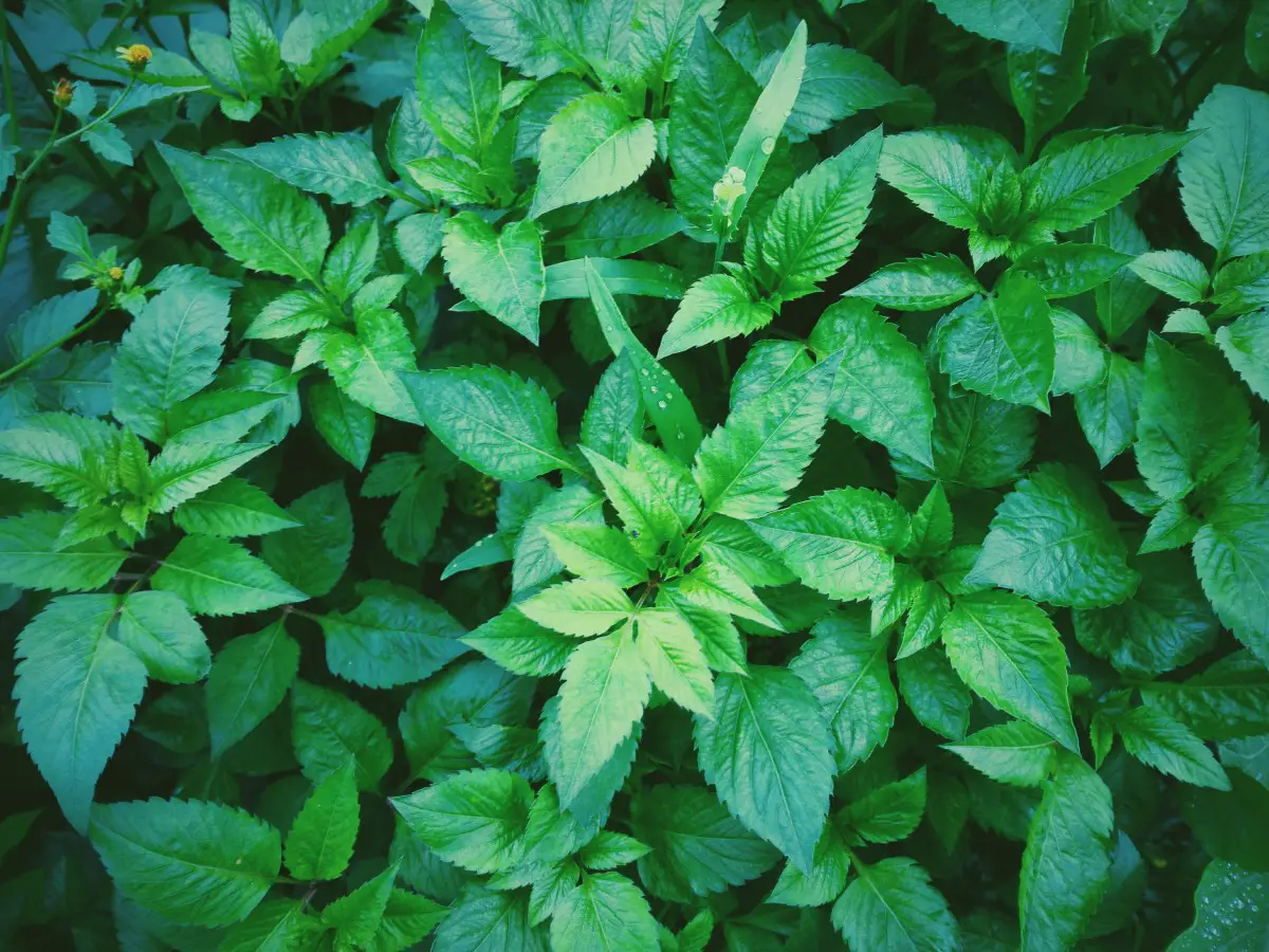 Peppermint: What it is, what uses it has and how to reproduce it.