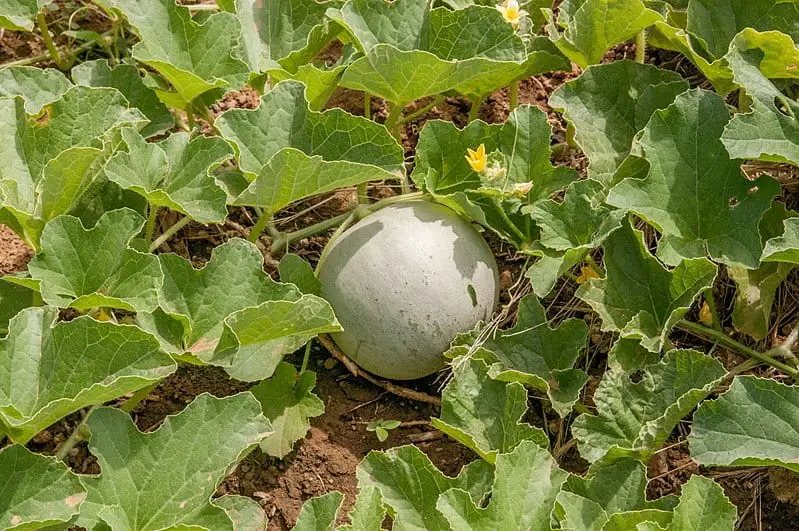 Do you like melon? We teach you to cultivate it