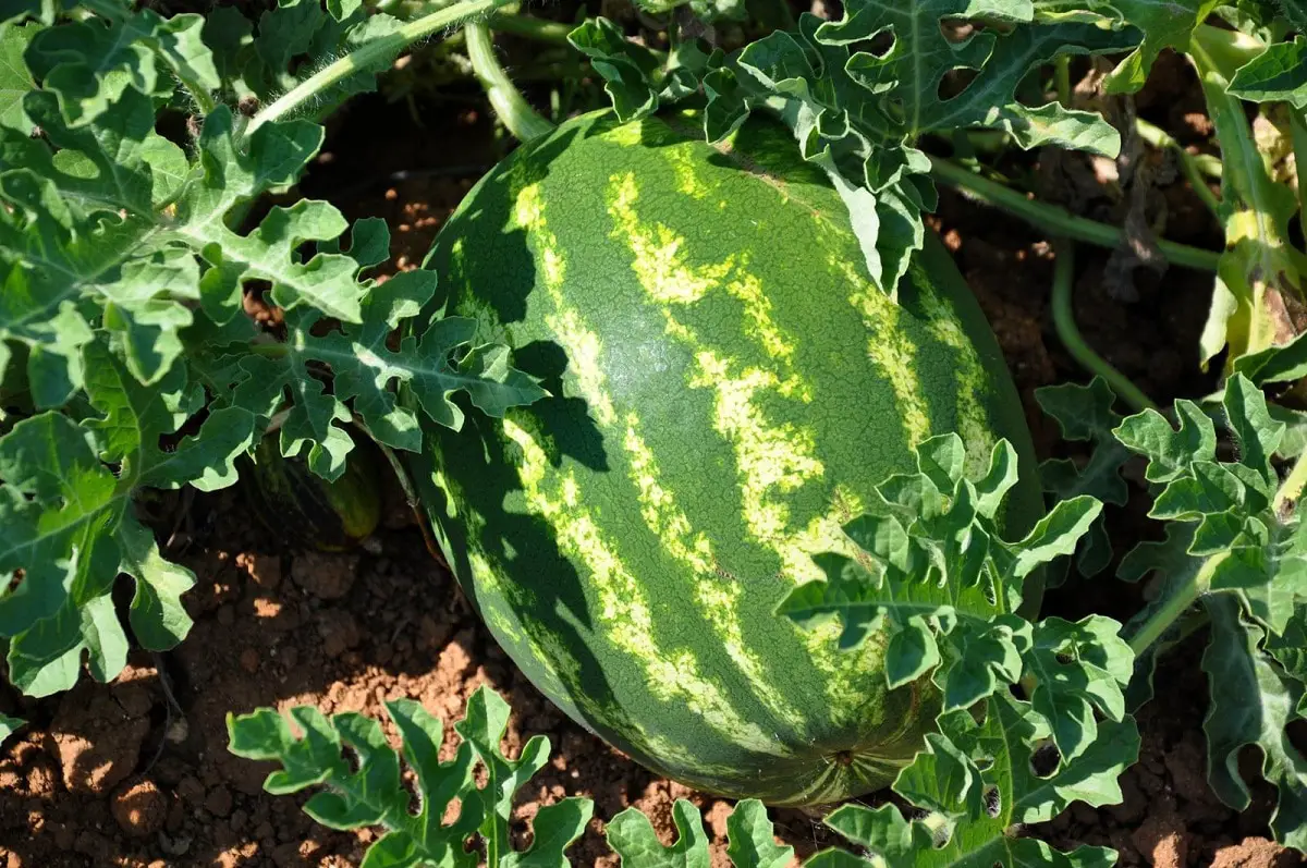Watermelon pruning: when and how to do it
