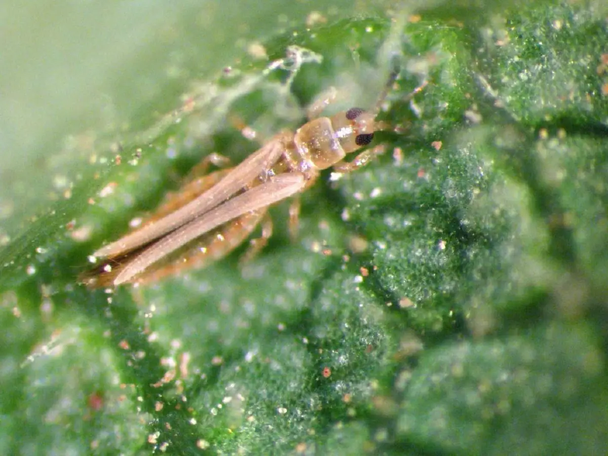 What are they and how do you fight thrips?