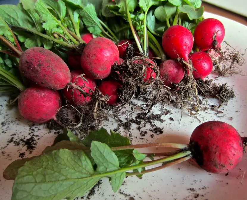Pests that radishes can suffer
