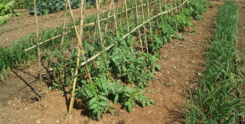 When and how to tie tomato plants?