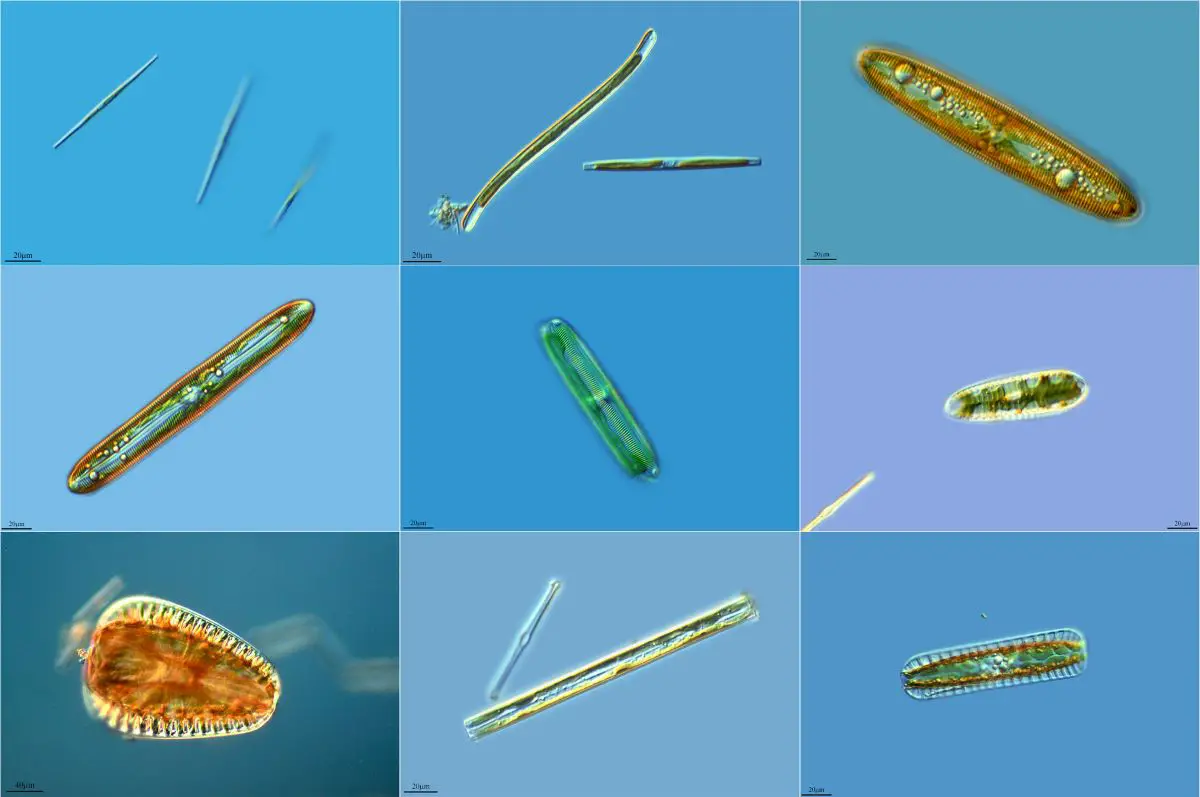 What are diatoms and what are they for?