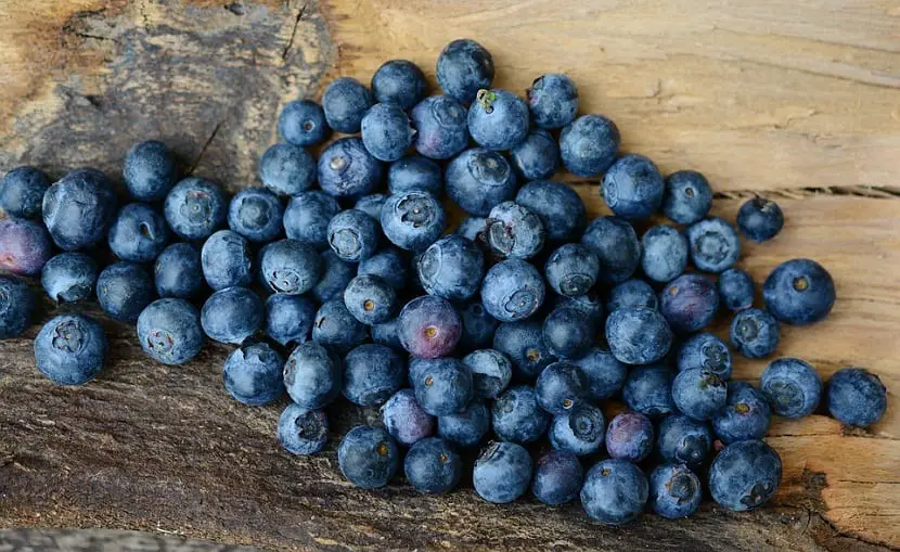 Difference between sloes and blueberries