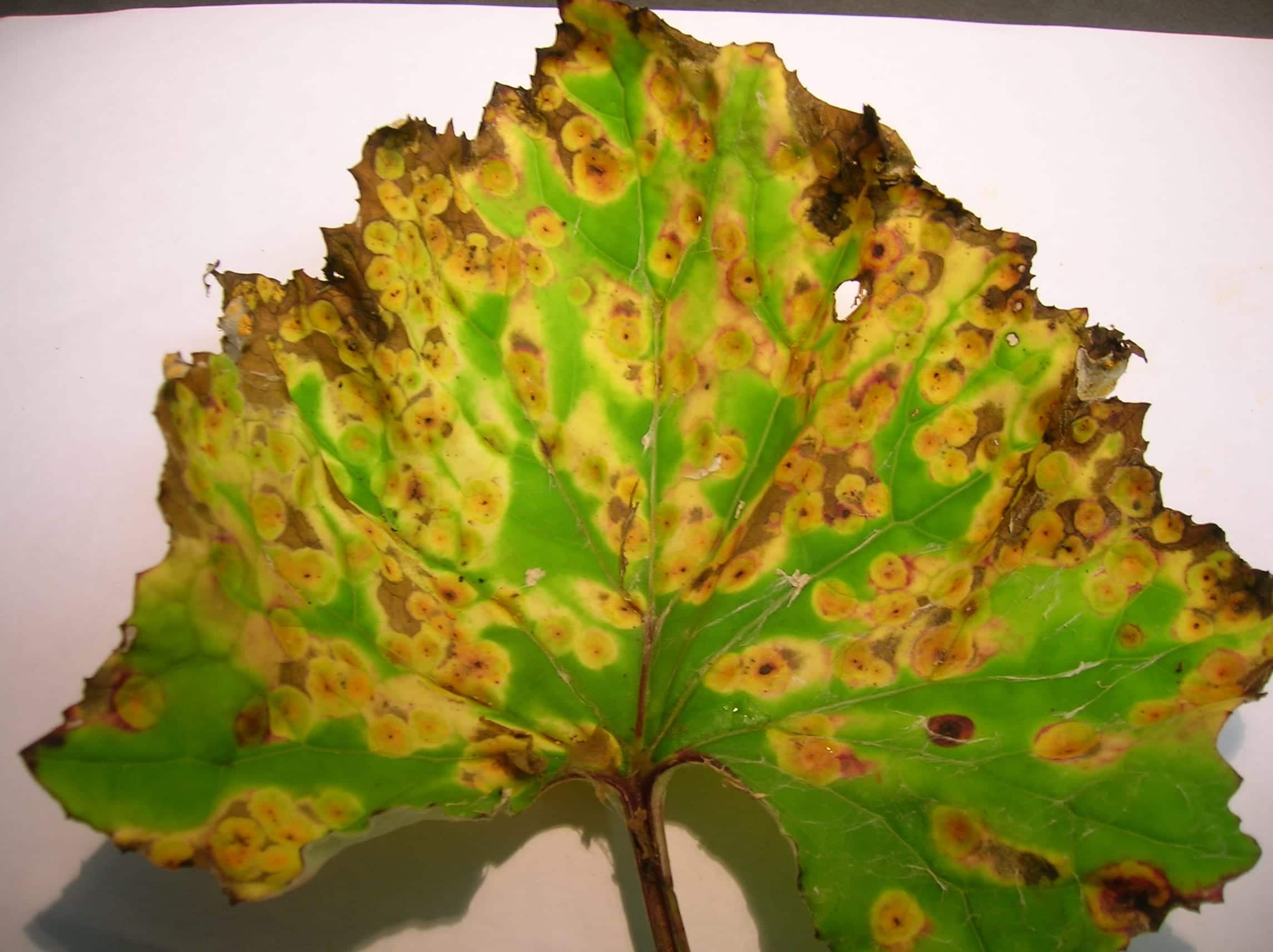 How to cure fungus on plant leaves