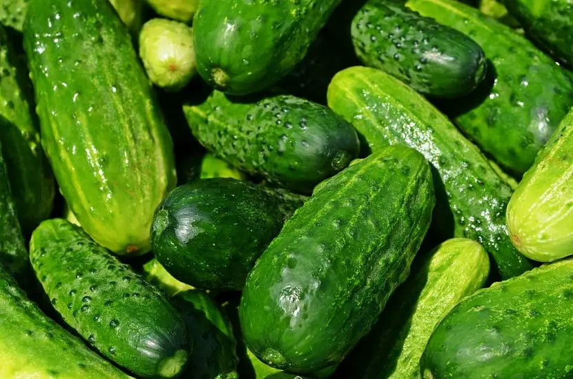 Tips for growing cucumber | Gardening On