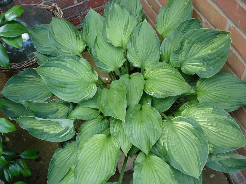 Characteristics and care of the hosta for your garden