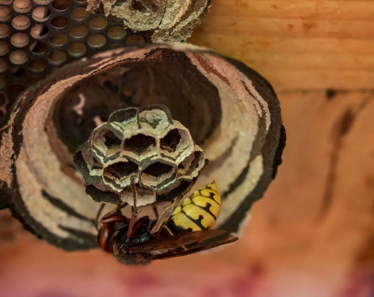 How to remove a wasp nest