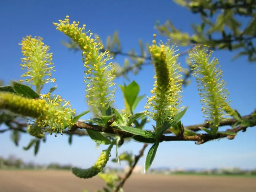 What are the characteristics of catkins?