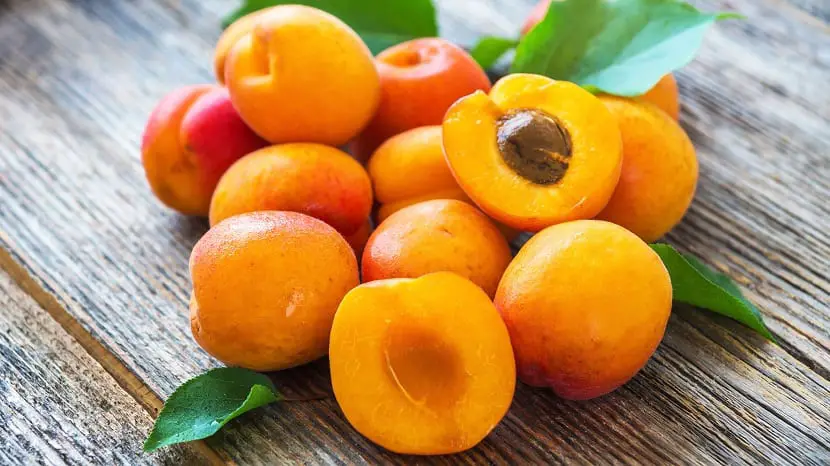 Necessary care in the cultivation of apricots