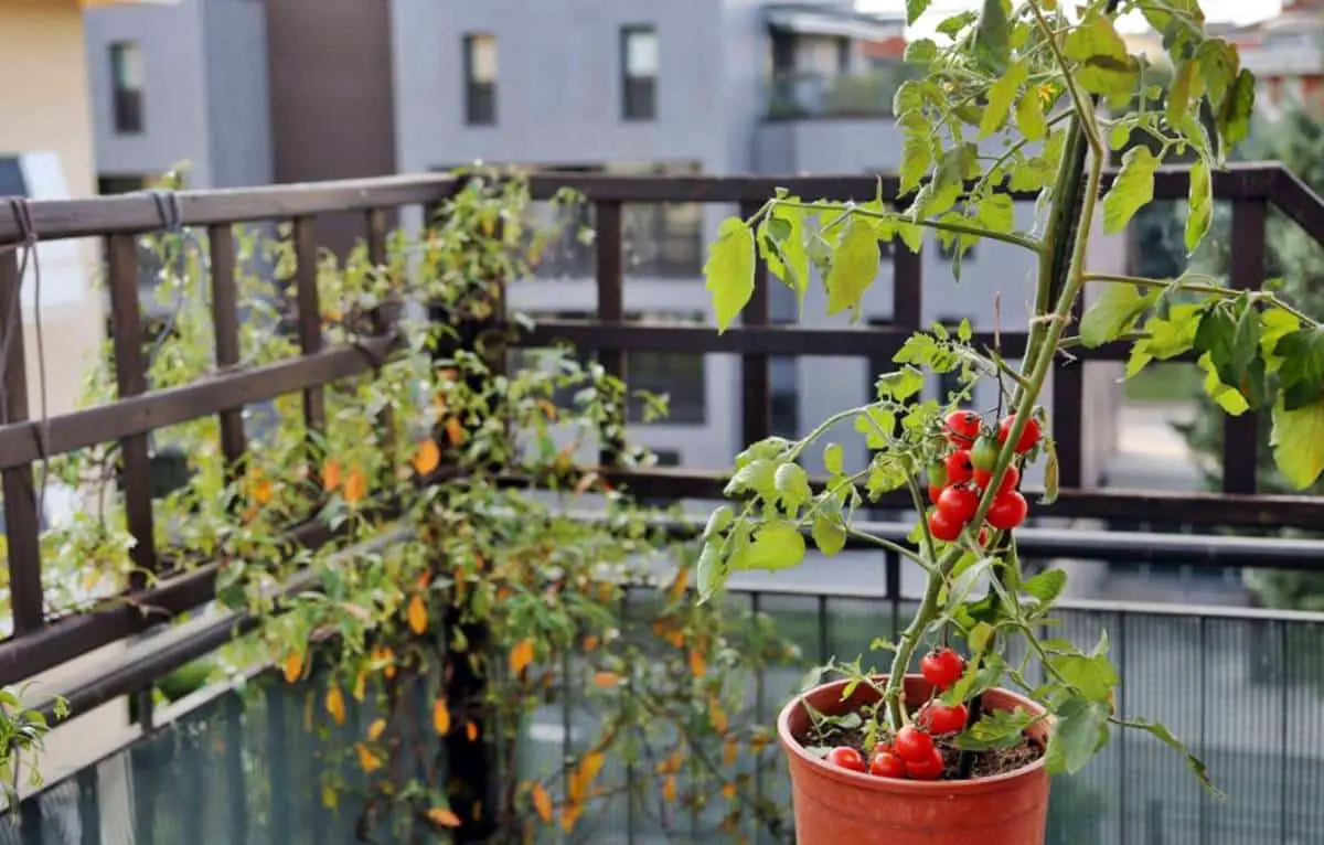 How to stake cherry tomatoes in a pot?