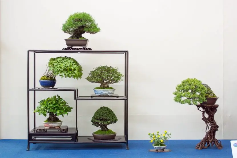 The most beautiful trees of the World Bonsai Convention 2017