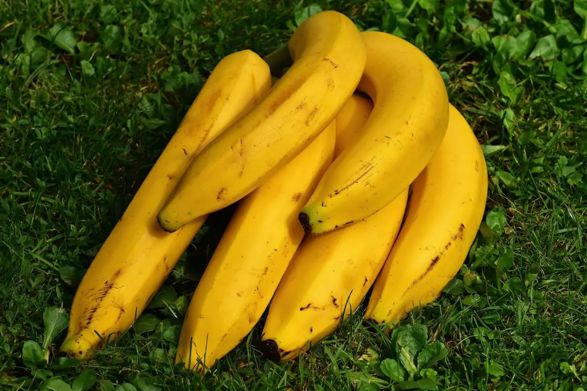 Varieties and cultivation of plantain