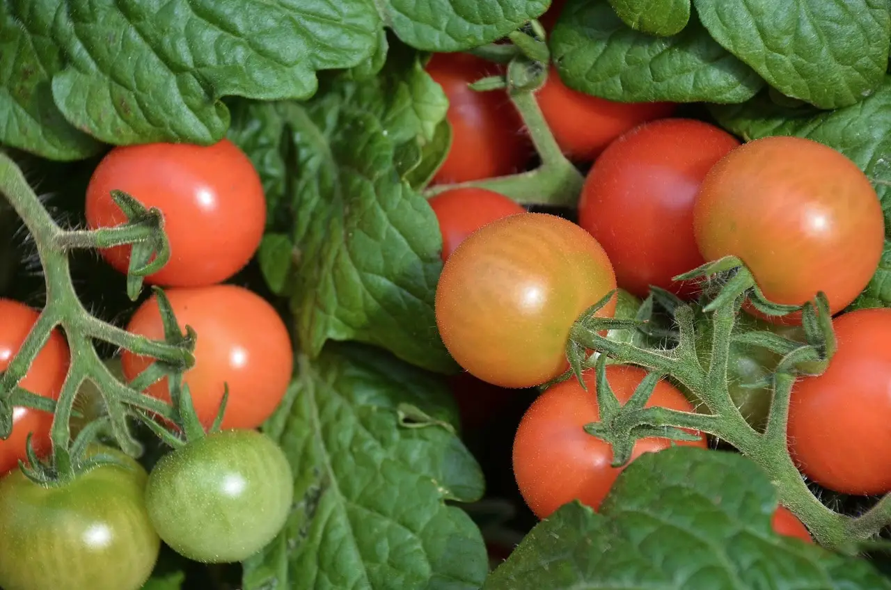 Tomato diseases due to excess moisture and treatment
