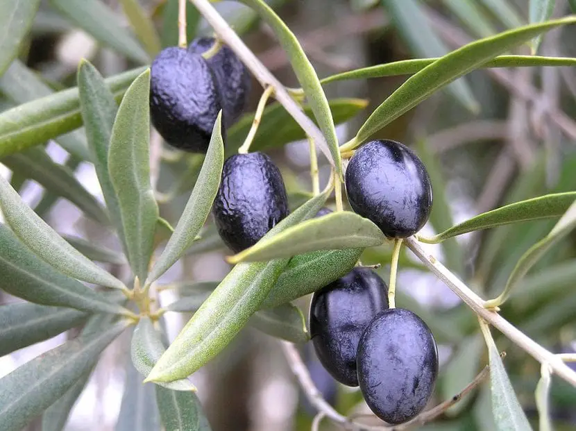 Selection of varieties of olive trees