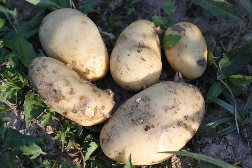 Potato diseases | Gardening On
