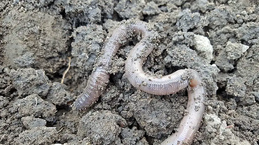 California earthworm care and why are they recommended?
