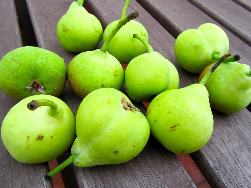 Do you want to enjoy some delicious San Juan pears in your garden? Come in now !!