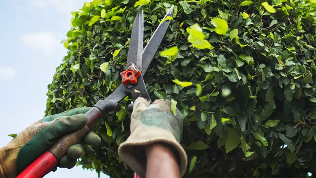 Tree pruning: types, tools, when to do it and much more