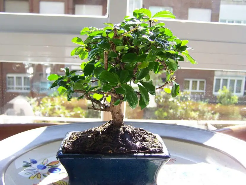 How is Carmona bonsai cared for?